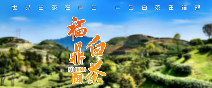 福鼎白茶